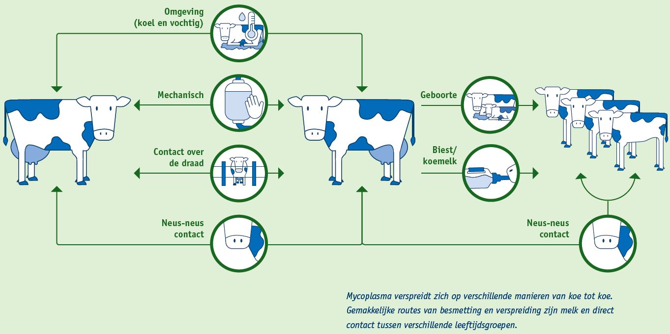 verspreiding mycoplasma